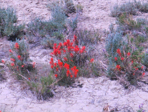 brightest and most red Indian Paintbrush.